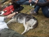 huskytreff09002